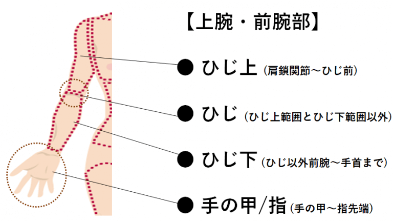 HP レディース上腕・前腕